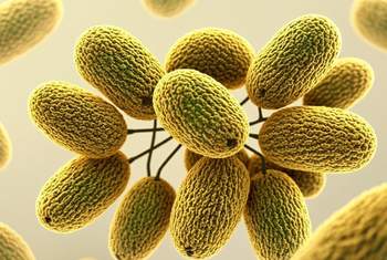 Стресс и микробиота кишечника: как эмоции разрушают пищеварение