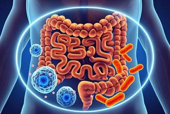 Микробиота и иммунитет: как кишечник защищает организм от инфекций