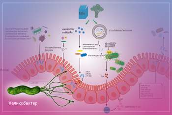 Колонизационная резистентность слизистой при бактериальных заболеваниях ЖКТ
