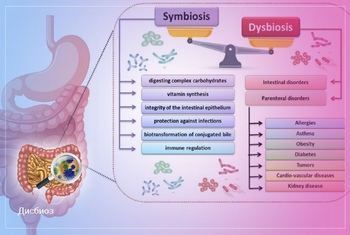 Изображение Микробиота желудочно-кишечного тракта: понимание дисбиоза и подходы к лечению