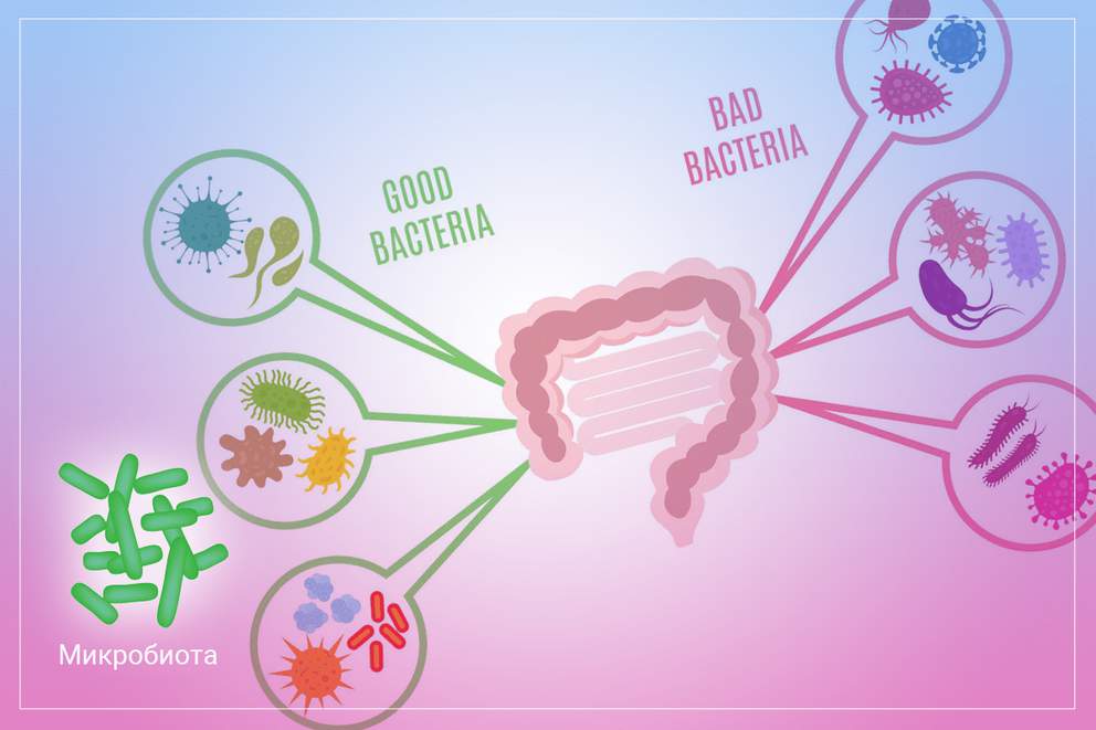 Роль кишечной микробиоты в иммунных реакциях