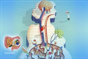 Изображение Почему кишечник можно расценивать как второй мозг