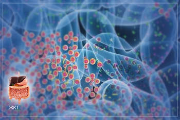 Пищевые добавки и микробиота: как эмульгаторы и подсластители вредят кишечнику