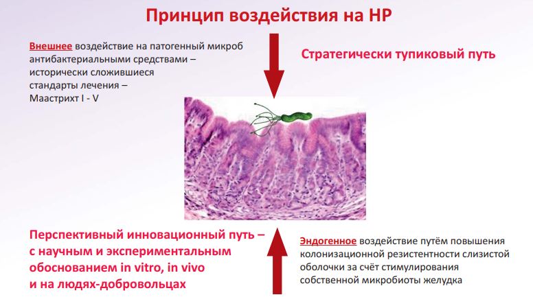 Принцип воздействия на H. pylori