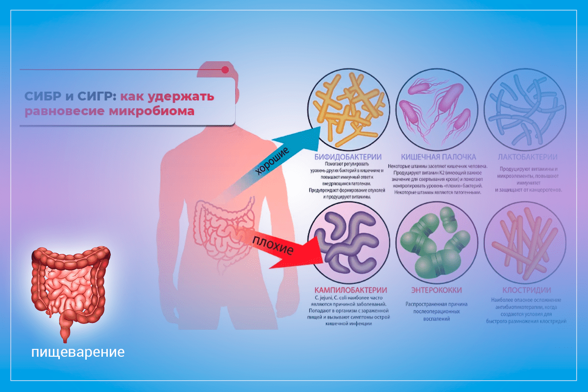 Как лечить сибр кишечника схема